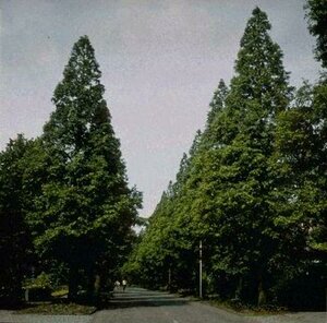 Metasequoia glyptostroboides 14-16 DR. - afbeelding 3