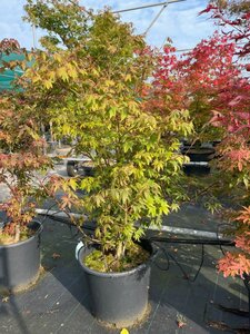 Acer palmatum 150/175 C. - afbeelding 5