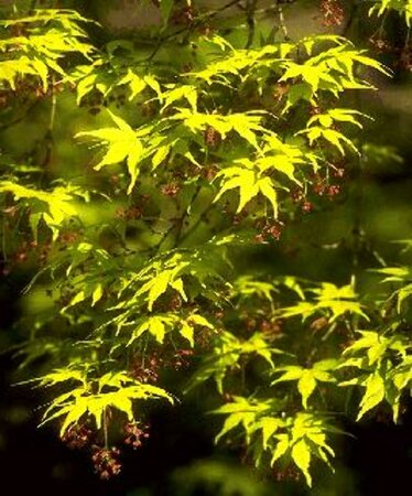 Acer palmatum 150/175 C. - afbeelding 2