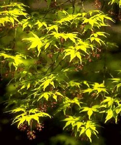 Acer palmatum 150/175 C. - afbeelding 2