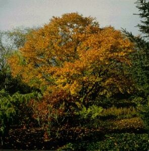 Acer palmatum 150/175 C. - afbeelding 4