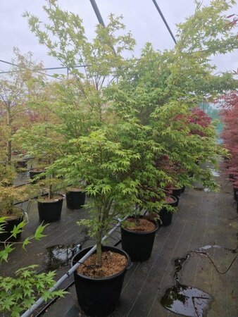 Acer palmatum 150/175 C. - afbeelding 6