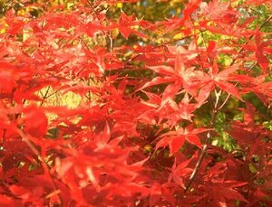 Acer palmatum 150/175 C. - afbeelding 1