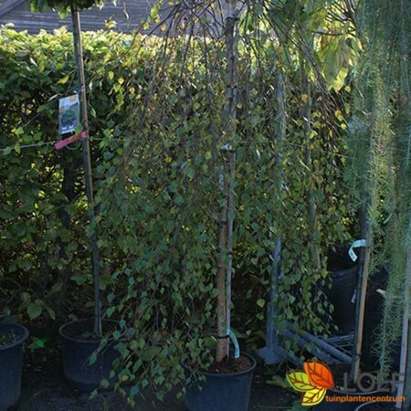 Betula pendula 'Youngii' ST. 200 8-10 C.  - afbeelding 2