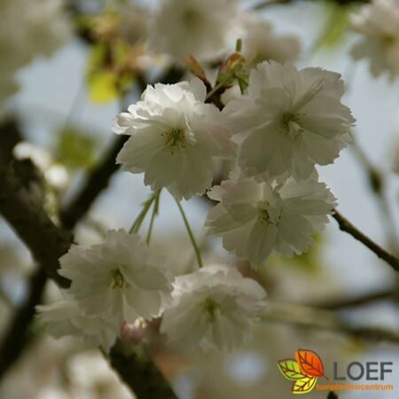 Prunus avium 14-16 W. HO. - afbeelding 1