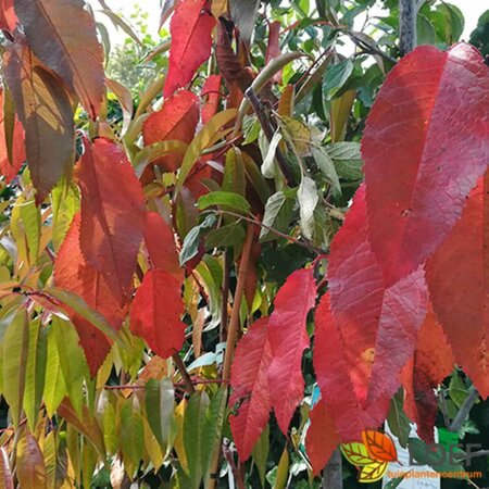 Prunus avium 14-16 W. HO. - afbeelding 2