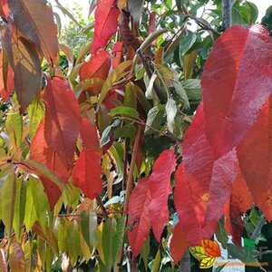 Prunus avium 14-16 W. HO. - afbeelding 2
