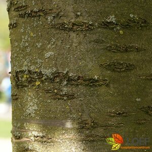 Prunus avium 'Plena' 14-16 DR. - afbeelding 5