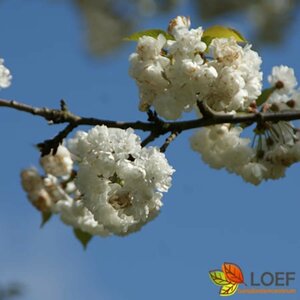 Prunus avium 'Plena' 14-16 DR. - afbeelding 6