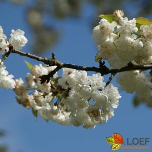 Prunus avium 'Plena' 14-16 DR. - afbeelding 8