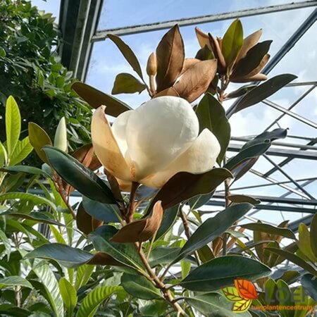 Magnolia grandiflora 12-14 C. HO. - afbeelding 1