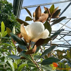 Magnolia grandiflora 12-14 C. HO. - afbeelding 1