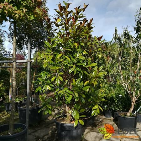 Magnolia grandiflora 12-14 C. HO. - afbeelding 6
