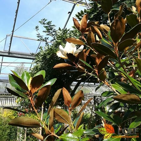 Magnolia grandiflora 12-14 C. HO. - afbeelding 3