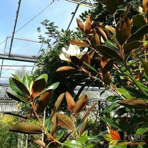 Magnolia grandiflora 12-14 C. HO. - afbeelding 3