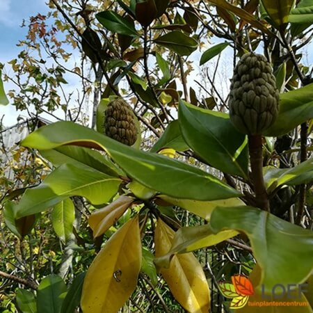 Magnolia grandiflora 12-14 C. HO. - afbeelding 5