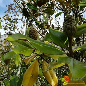 Magnolia grandiflora 12-14 C. HO. - afbeelding 5