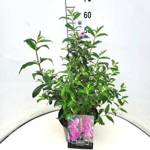 Buddleja davidii 'Pink Delight' 125/150 C. - afbeelding 2