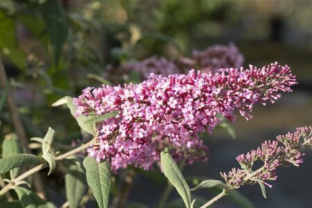Buddleja davidii 'Pink Delight' 125/150 C. - afbeelding 1
