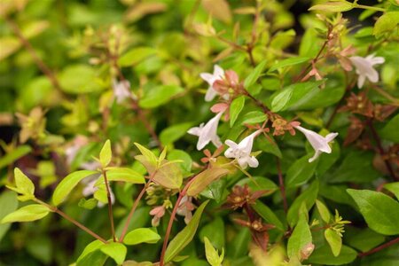 Abelia grandiflora 80/100 C. - afbeelding 2