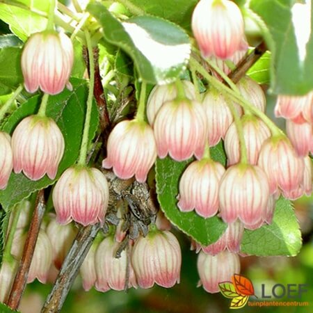 Enkianthus campanulatus 80/100 C. - afbeelding 2