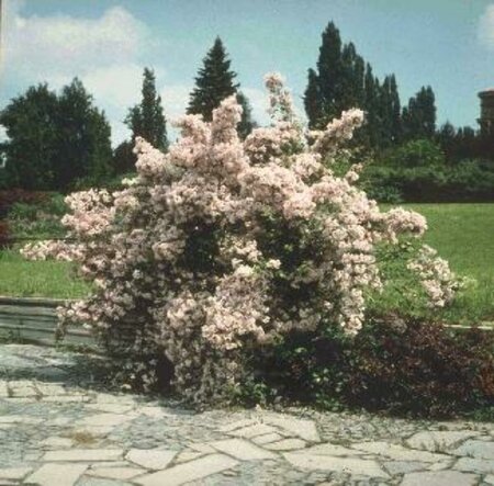 Kolkwitzia amabilis 175/200 C. - afbeelding 1