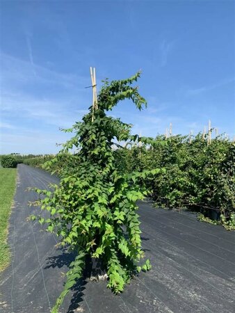 Kolkwitzia amabilis 175/200 C. - afbeelding 3