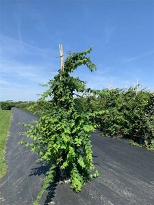 Kolkwitzia amabilis 175/200 C. - afbeelding 3