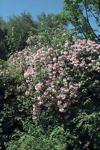 Kolkwitzia amabilis 175/200 C. - afbeelding 2