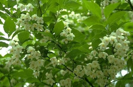 Styrax japonicus 150/175 C. - afbeelding 2