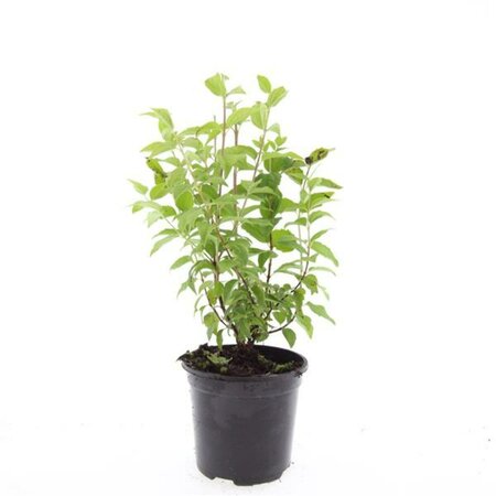 Philadelphus 'Belle Etoile' 100/125 C. - afbeelding 2