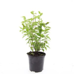 Philadelphus 'Belle Etoile' 100/125 C. - afbeelding 2