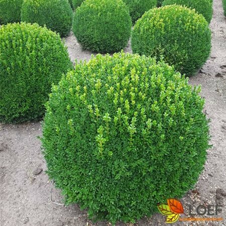 Buxus sempervirens 40/50 KL. - afbeelding 3
