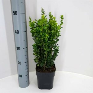 Buxus sempervirens 60/80 KL. - afbeelding 2