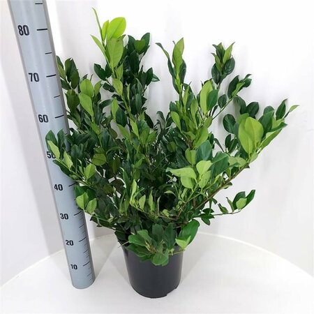 Prunus laurocerasus 'Mano' 50/60 KL.