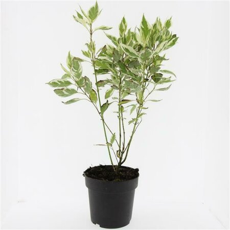 Cornus alba 'Elegantissima' 150/175 C. - afbeelding 2