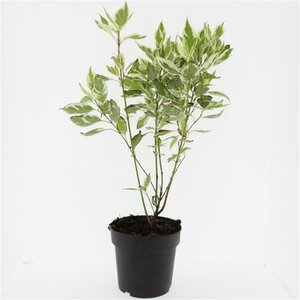 Cornus alba 'Elegantissima' 150/175 C. - afbeelding 2
