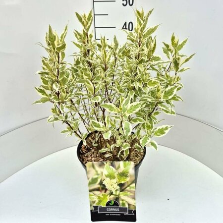 Cornus alba 'Elegantissima' 150/175 C. - afbeelding 8