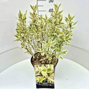 Cornus alba 'Elegantissima' 150/175 C. - afbeelding 8
