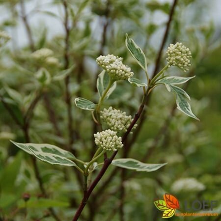 Cornus alba 'Elegantissima' 150/175 C. - afbeelding 1