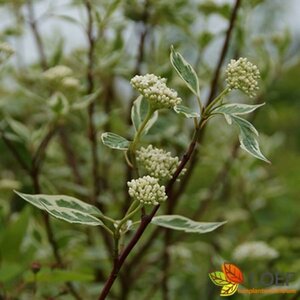 Cornus alba 'Elegantissima' 150/175 C. - afbeelding 1