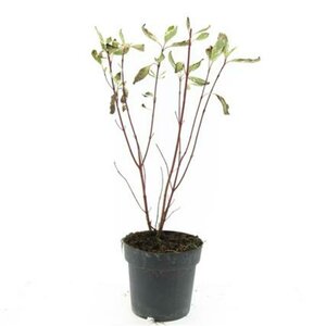 Cornus alba 'Elegantissima' 150/175 C. - afbeelding 3