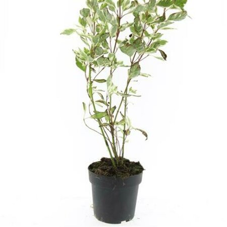 Cornus alba 'Elegantissima' 150/175 C. - afbeelding 4