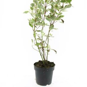 Cornus alba 'Elegantissima' 150/175 C. - afbeelding 4