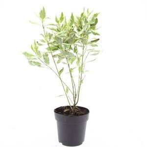 Cornus alba 'Elegantissima' 150/175 C. - afbeelding 5