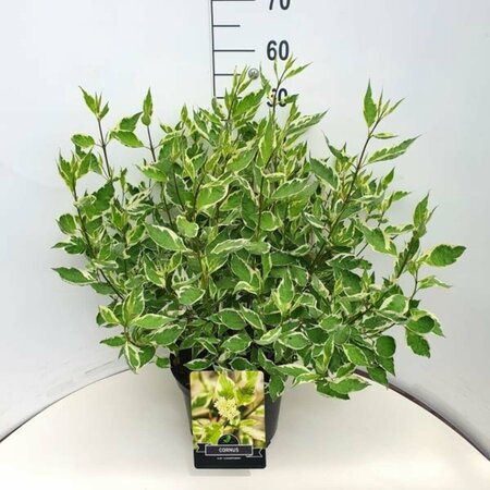 Cornus alba 'Elegantissima' 150/175 C. - afbeelding 7