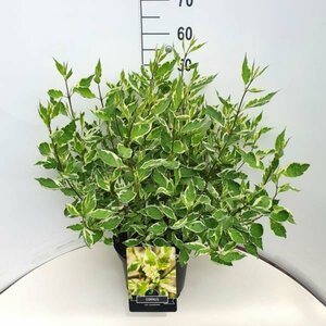 Cornus alba 'Elegantissima' 150/175 C. - afbeelding 7