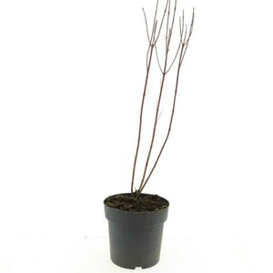 Cornus alba 'Elegantissima' 150/175 C. - afbeelding 6