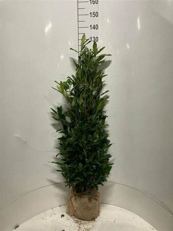 Prunus laurocerasus 'Herbergii' 80/100 KL. - afbeelding 5