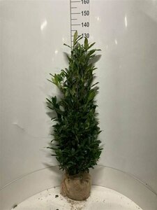 Prunus laurocerasus 'Herbergii' 80/100 KL. - afbeelding 5